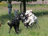 Puppys van Bliss040622-0202